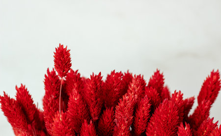Dried Phalaris red colors. Copy spaceの写真素材