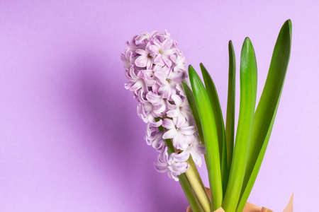 Purple hyacinth on a purple background, copy space. The first spring flower is hyacinth.の写真素材