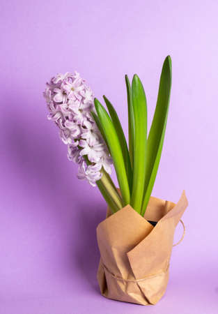 Purple hyacinth on a purple background, copy space. The first spring flower is hyacinth.の写真素材
