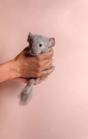 Little gray chinchilla in hand on pink backgroundの写真素材