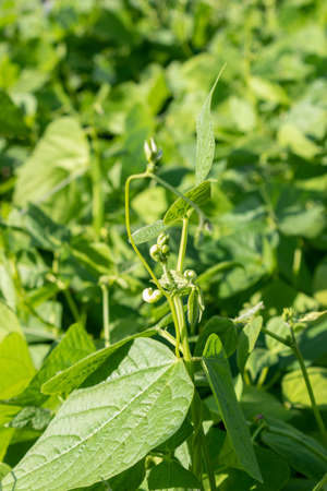 Young flowering bean. Home bean in spring time.