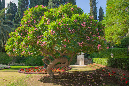 flowering tree in the garden