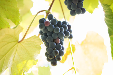 purple grapes on the branch.