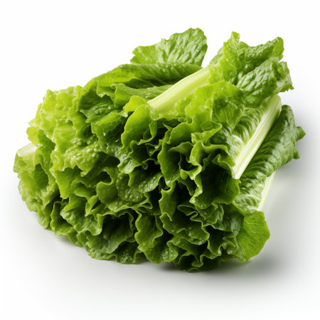 fresh green lettuce.の素材