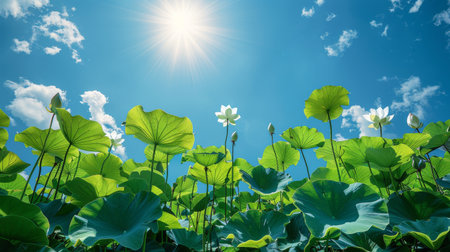 lilies in the forest.の素材