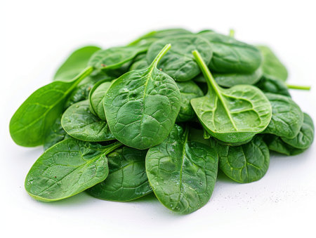 fresh spinach leaves on a white background.の素材