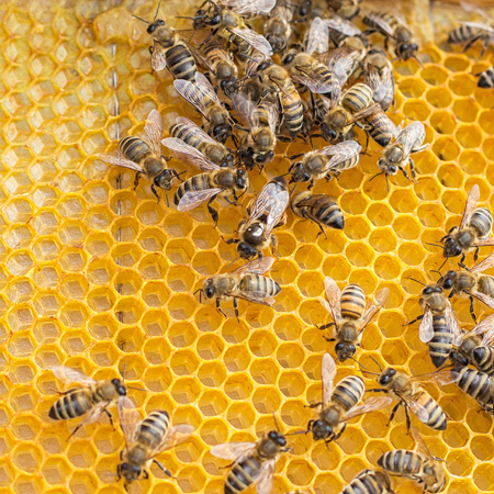 ? group of bees in the combs and in the center the Queen beeの写真素材