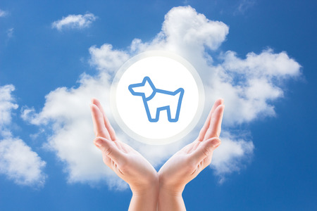 dog protection, support dogs, custody dogs, medicine for dogs, services for dogs, treatment dogsの写真素材