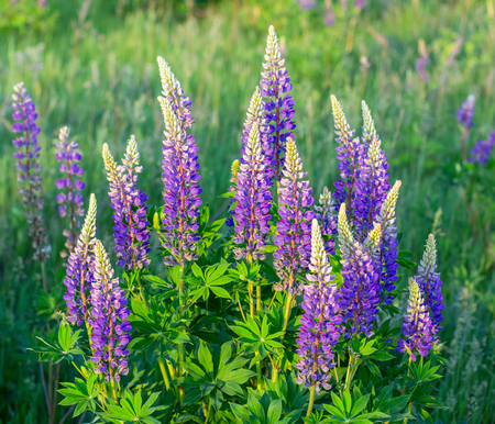 flower lupin grassの写真素材