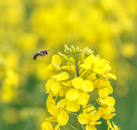 Honey Bee collecting pollen on yellow rape flowerの写真素材