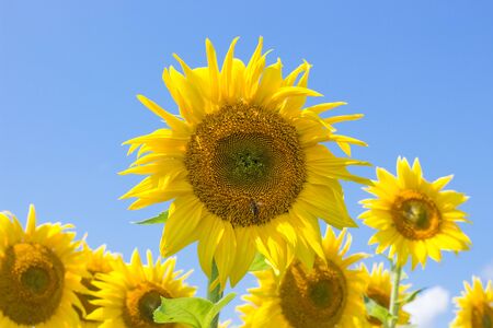 Sunflowers blooming in farm with blue skyの写真素材