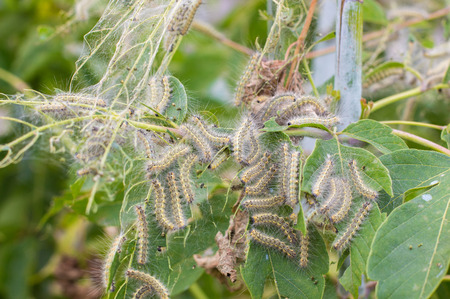 a lot of caterpillars and they eat the leaves of the plant, an illustration of pests or food of the caterpillarの写真素材