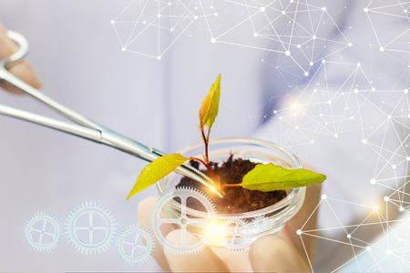 Scientist conducting test with the sprout plants.の写真素材