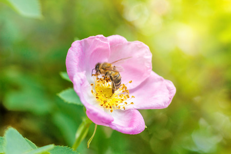 Spring single wild rose and bee . A bee collects nectar.の写真素材