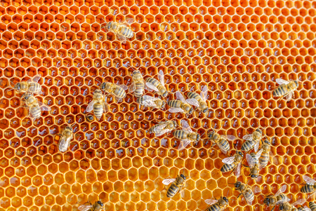 Bee honeycombs Illustration banner on beekeeping .