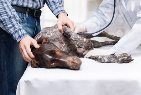 Veterinarian listens to the dog lying on the table.の写真素材