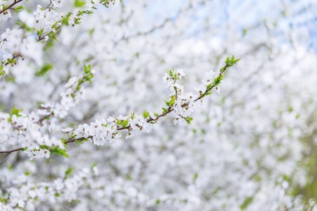 Cherry blossoms in the garden with blurred background.