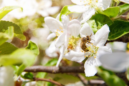 Bee pollinates a flower and collects honey on blurred background .