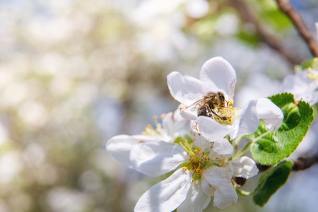 Bee pollinates a flower and collects nectar on blurred background.の写真素材