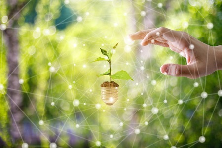 Clicks hand on sprout in the bulb. Green energy concept.の写真素材