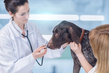 A vet is examining the dog's health with the owner keeping its collar and calming it down. The concept is the animal treatment service.の写真素材