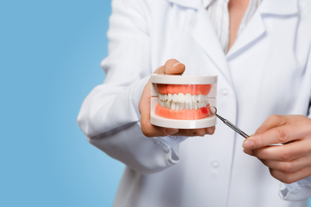 Doctor shows the problem with the gums on the tooths model. A closeup of doctor holding denture model and pointing at teeth with some medical tool at light background.の写真素材
