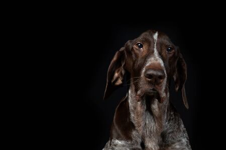 Dog breed shorthaired pointer portrait on a black background.の写真素材