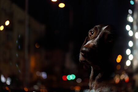 Portrait of a dog on a blurred background.の写真素材