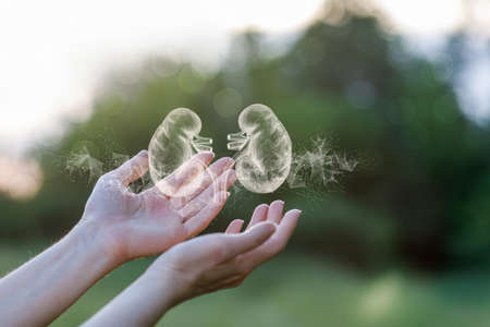 Patient kidney support diagnosis and treatment concept. Hands shows the kidneys on a blurred...