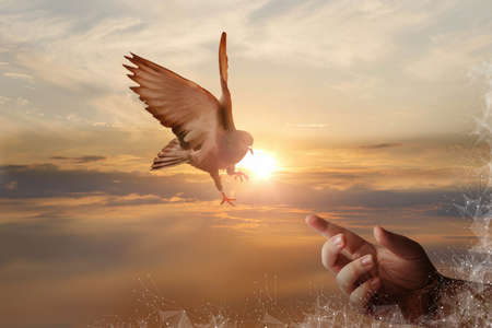 Prayer and hope concept. A dove flies into the hand against the backdrop of a sunny sunset.
