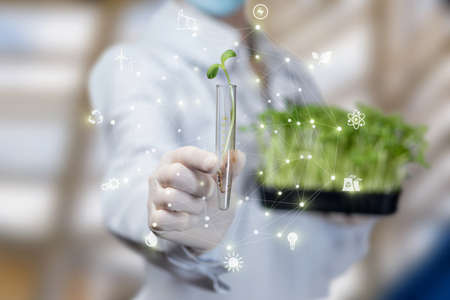 The concept of laboratory research and the study of agricultural sprouts.の写真素材