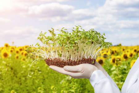 Concepts of cultivation of sunflower agriculture. The laboratory assistant shows the sprouts of a sunflower against the background of a sunflower fieldの写真素材