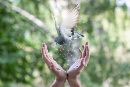 Concept of hope and peace.の写真素材
