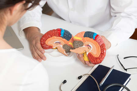 Doctor showing model of brain function to patient at table in office.