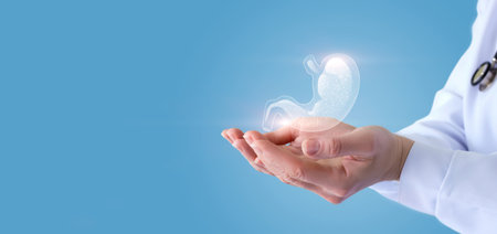 Concept of stomach health support. Doctor hands shows the stomach on a blue background.の写真素材