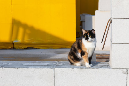 The cat sits on the windowsill in the background of the construction site.の写真素材