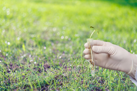 The laboratory assistant shows a prototype plant against the background of grass.の写真素材