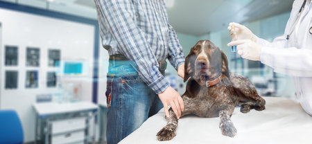 The concept of diagnosis and treatment of diseases of the dog pets.