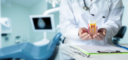 A dentist shows a model of a tooth in a dental clinic.の写真素材
