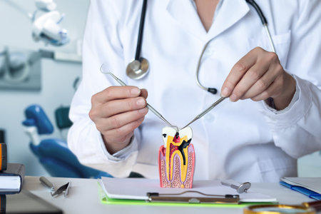Showing a Model of a Damaged Tooth in a Dental Office.の写真素材