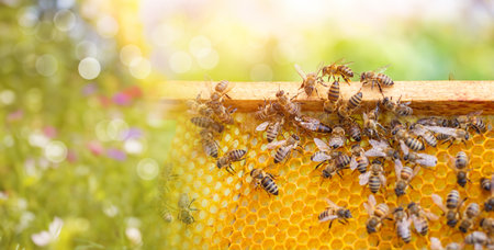 The work of bees and the collection of honey. The bees are actively filling up with honey.の写真素材