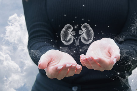Hands support drawn sketch of kidneys on blurred background.
