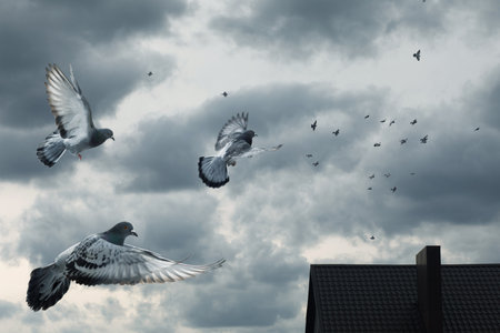 A group of pigeons is flying in a cloudy sky. Some pigeons are closer, showing their wings in detail. A rooftop is visible in the lower part, suggesting an urban or suburban setting.の写真素材