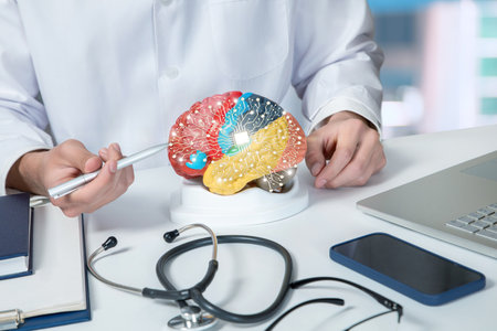 A medical professional examines a model of a brain featuring connected technology. The setting...