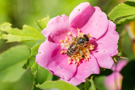 A bee collects nectar from a vibrant pink flower surrounded by green leaves in a sunny outdoor setting. The activity highlights the importance of pollination in nature.の写真素材