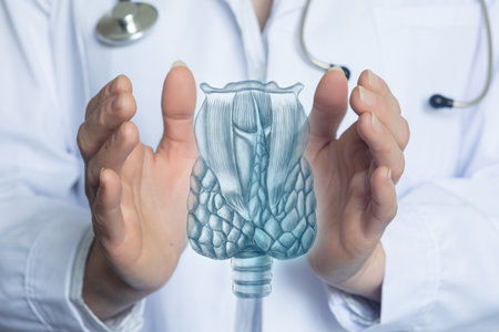 Thyroid anatomy demo. A medical professional showcases a detailed thyroid illustration in their hands.の写真素材