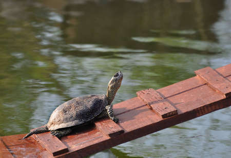 The turtle in the zoo basks on the small bridgeの写真素材