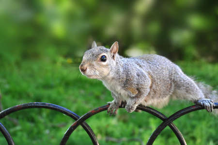 Squirrel in the park の写真素材