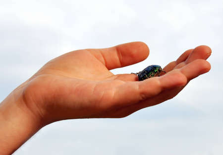 Small insect in a hand of the child