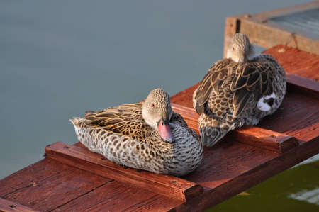 Two ducks sit on the small bridge about waterの写真素材